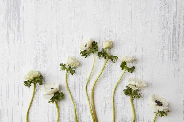 Tavaszi virágok összetétele — Stock Fotó
