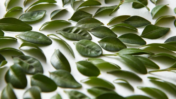 Зеленые листья на белой поверхности — стоковое фото