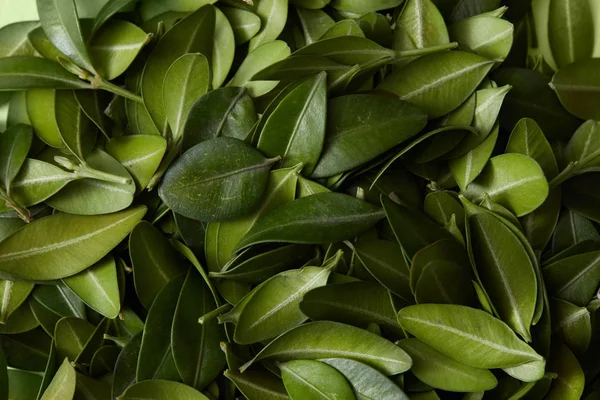 Textura de folhas verdes — Fotografia de Stock