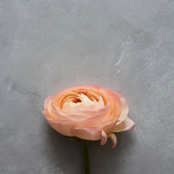 Pastelowy Pomarańczowy rose — Zdjęcie stockowe