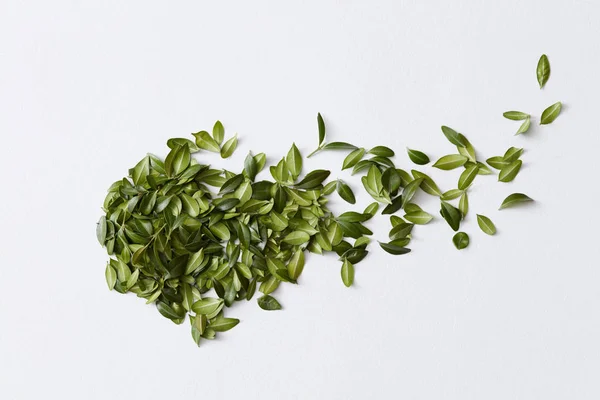 Gröna blad och vit yta — Stockfoto