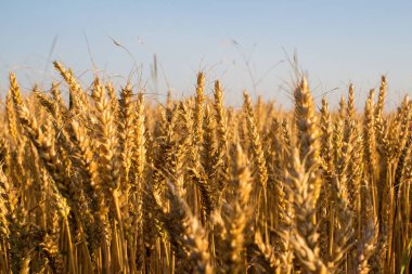 buğday mavi gökyüzü altında