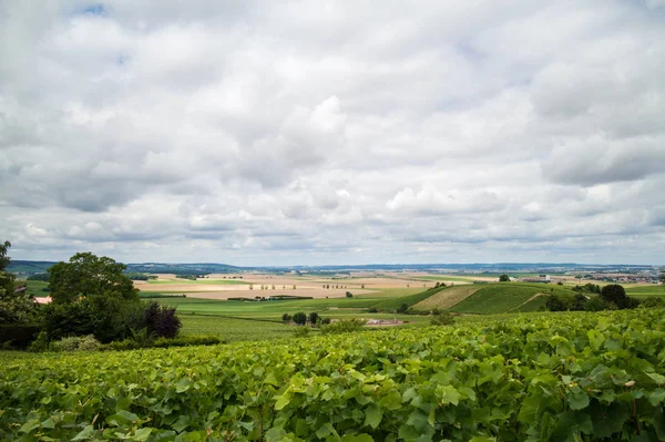 Vinodlingslandskap i Frankrike — Stockfoto