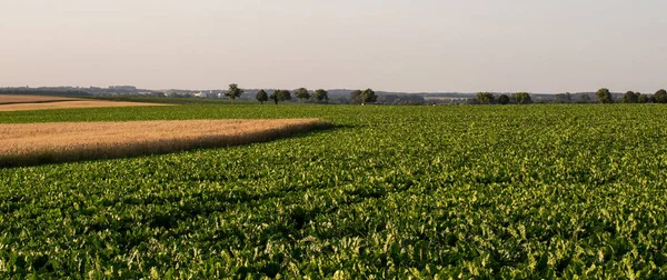 Campo de beterraba açucareira e cereais — Fotografia de Stock