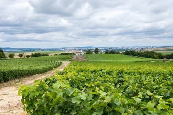 Paesaggio della vigna in Francia — Foto Stock