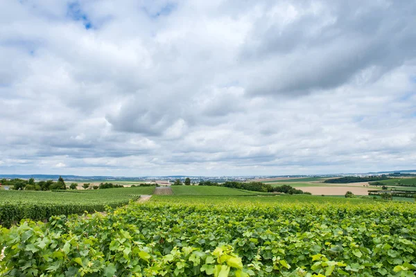 Paesaggio della vigna in Francia — Foto Stock