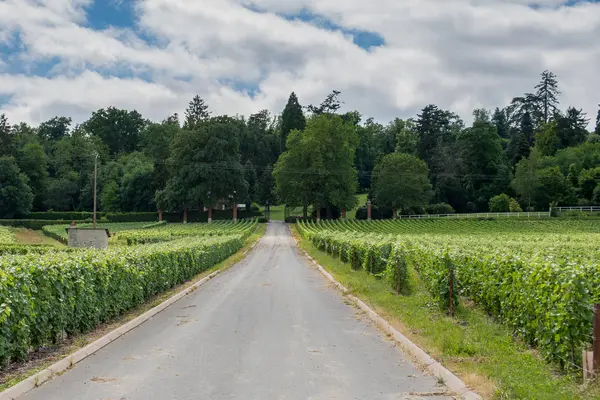 Paesaggio della vigna in Francia — Foto Stock