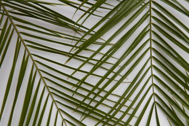 Palmiye yaprakları bileşimi