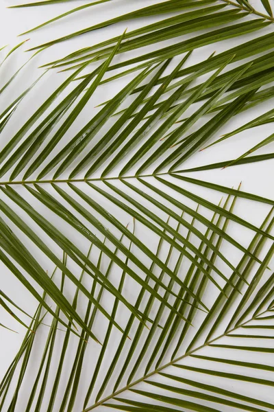 Palmiye yaprakları bileşimi — Stok fotoğraf