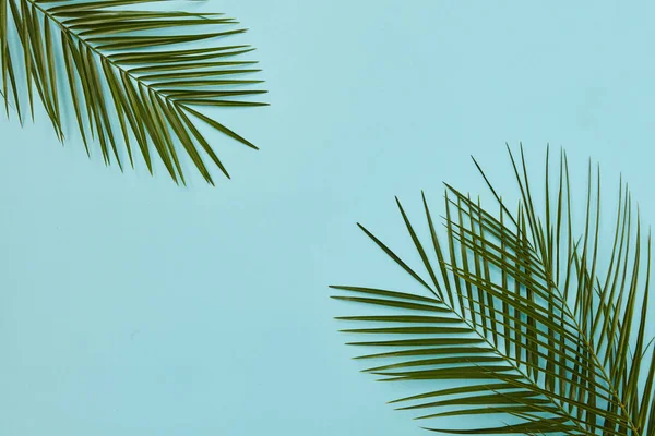 Palmbladens sammansättning — Stockfoto