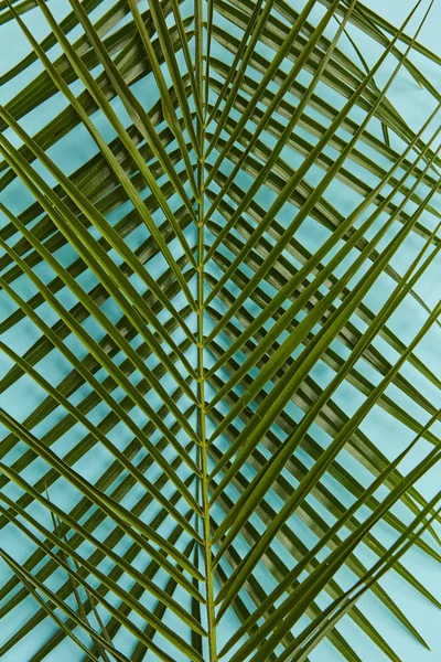 Composición de hojas de palma —  Fotos de Stock