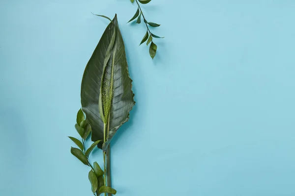 Зелене листя склад — стокове фото