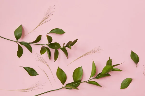 Green twigs over pink — Stock Photo, Image