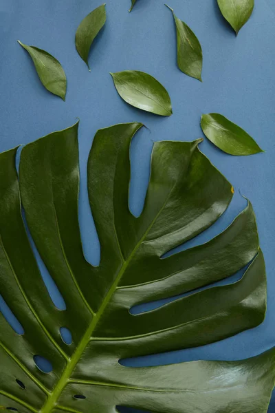 Olika gröna blad — Stockfoto