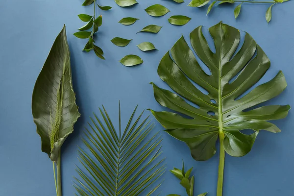 Різні зелене листя — стокове фото