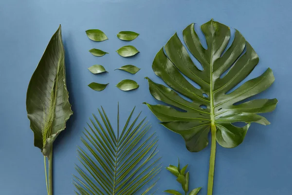 Різні зелене листя — стокове фото