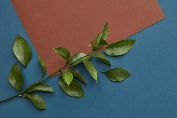 Grön kvist som täcker kopia utrymme — Stockfoto
