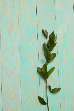 yeşil yaprakları ile şube