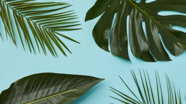 kompozisyon farklı yeşil yaprak