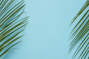 iki yaprakları palmiye