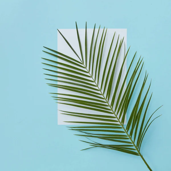Rama de palmeras que cubre espacio vacío —  Fotos de Stock