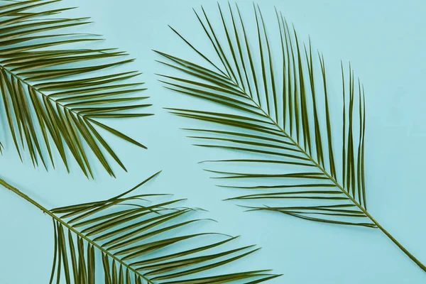 Palmiye yaprakları dallarında — Stok fotoğraf