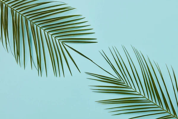 Composición de las hojas de palma —  Fotos de Stock