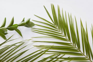 kopya alanı ile yeşil yaprakları sınır