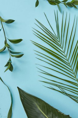 tropik palmiye yaprakları