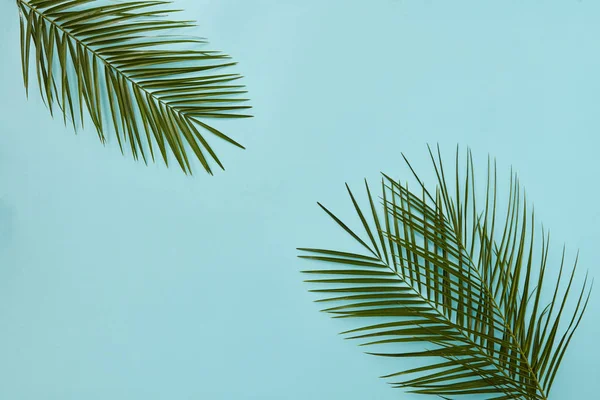 Zelené palmové listy — Stock fotografie