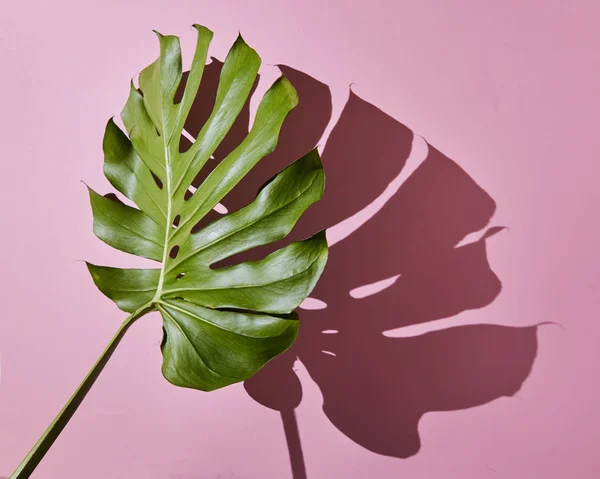 Гілка тропічного пальмового листя — стокове фото