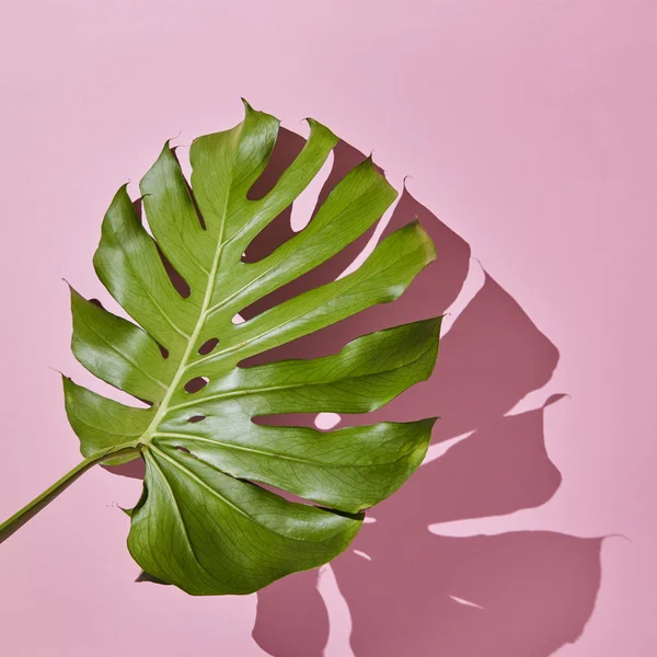 Ramo de folha de palma tropical — Fotografia de Stock