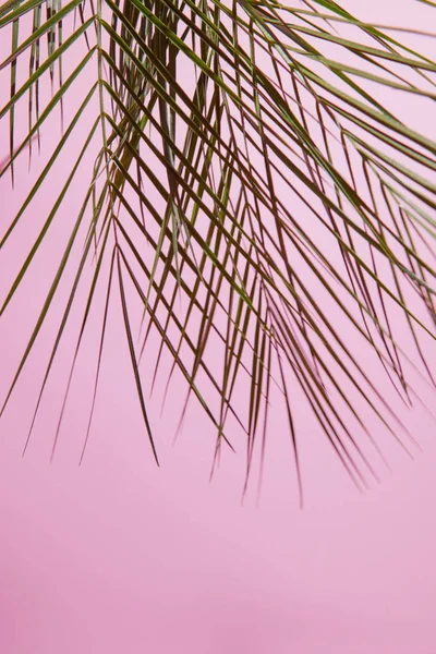 Hoja de palma tropical — Foto de Stock