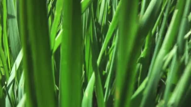 Herbe verte dans la prairie — Video