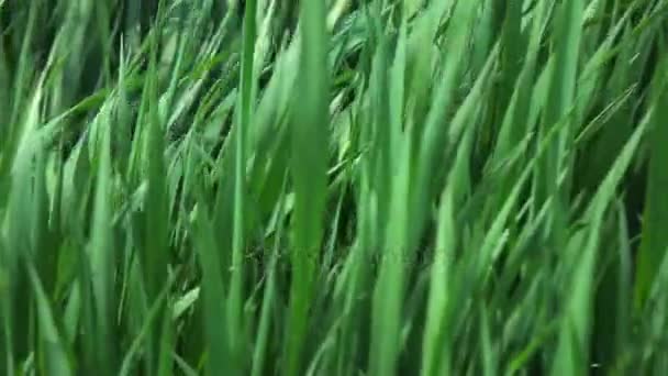 Green grass in meadow — Stock Video