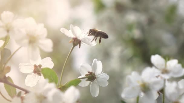 Pszczół zapylających kwiaty drzewa aprticot — Wideo stockowe