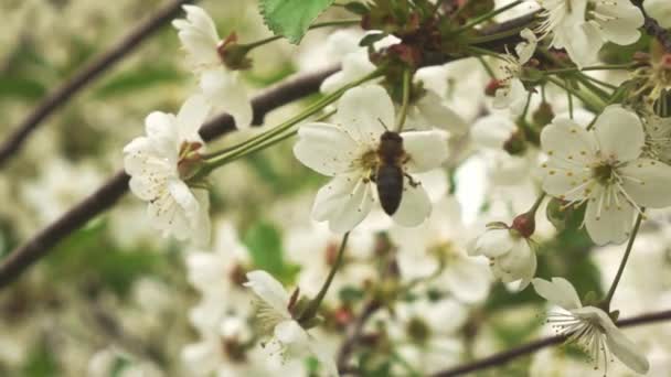 Bee pollinerar aprticot träd blommor — Stockvideo