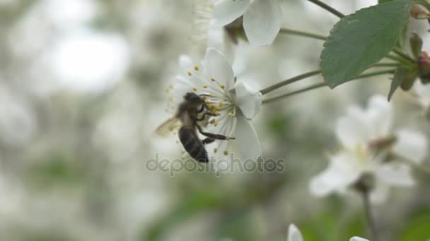 Bijen bestuiven aprticot boom bloemen — Stockvideo