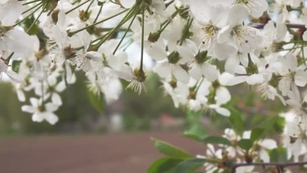 Bloeiende abrikoos boom bloemen — Stockvideo