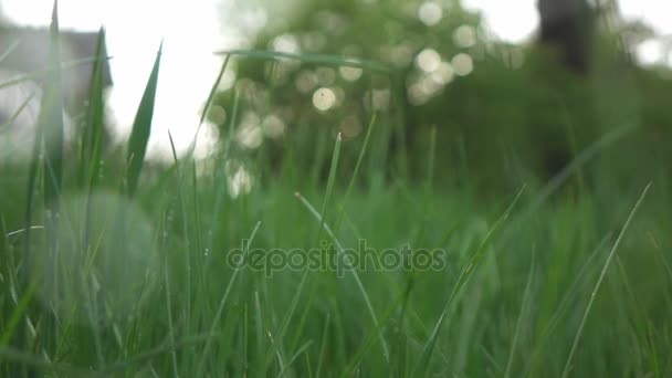 Green grass in meadow — Stock Video