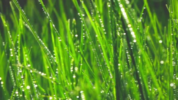 Grönt gräs på ängen — Stockvideo