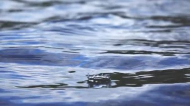 Deniz sallayarak doku