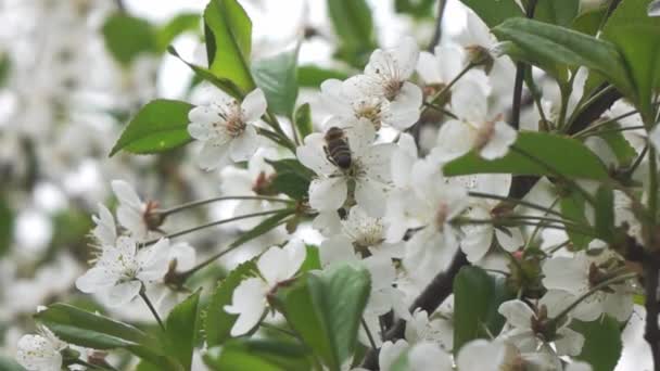 Bee pollinating aprticot tree flowers — Stock Video