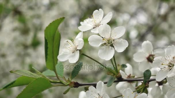 Flores de damasco árvore florescente — Vídeo de Stock