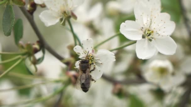 Ape che impollina fiori di albicocca — Video Stock