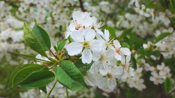 Blommande aprikosträd blommor — Stockvideo