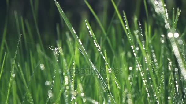 Hierba verde en el prado — Vídeos de Stock