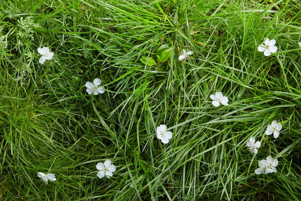 Pequeñas flores blancas en la hierba — Foto de Stock