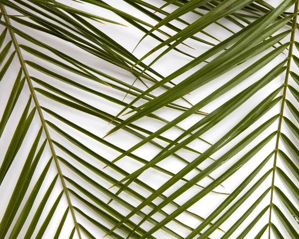 Tropikal palmiye yaprakları dallarında — Stok fotoğraf