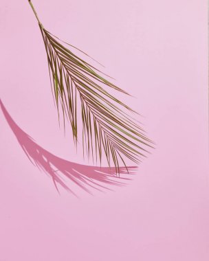 tropik palmiye yaprağı